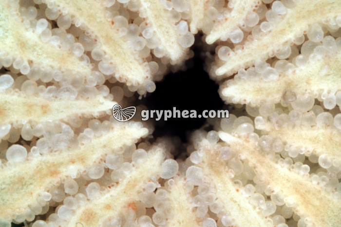 Pavot (Papaver somniferum) - Fruit en CT (détail) - gryphea.com